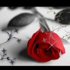 甘肃网友51173