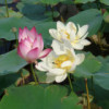 宁夏网友26666