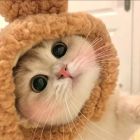 QQ头像