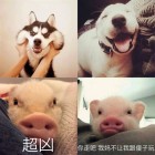 QQ头像
