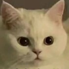 QQ头像