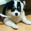 评论头像