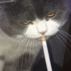 QQ头像