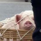 QQ头像