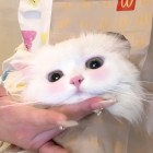 QQ头像