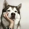 平陌的头像-无忧免费游戏网