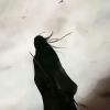 黑龙江网友53114
