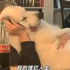 QQ头像
