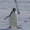 评论头像