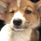 QQ头像