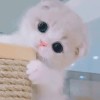 四川网友84227