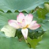 吉林网友49103