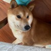 台湾网友50974