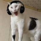 QQ头像