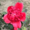 吉林网友51117