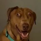 QQ头像