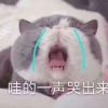 北京网友25698
