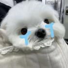 QQ头像