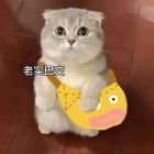 QQ头像