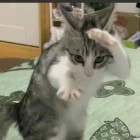 QQ头像