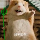 QQ头像