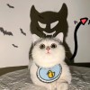陕西网友12455