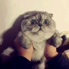 QQ头像