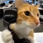 QQ头像