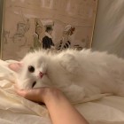 QQ头像