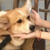 QQ头像