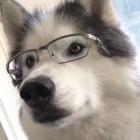 QQ头像