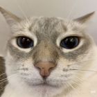 QQ头像