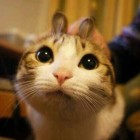 QQ头像