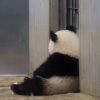 评论头像