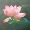 QQ2211122头像