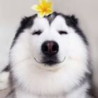 QQ头像