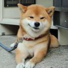 QQ头像