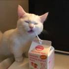 QQ头像