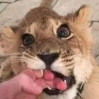 QQ头像
