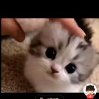 QQ头像