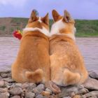 QQ头像