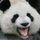 QQ头像