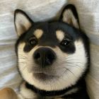 QQ头像