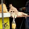 评论头像