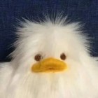 QQ头像