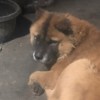 评论头像