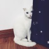 上海网友68518