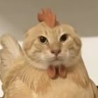 QQ头像
