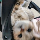 QQ头像