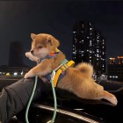 QQ头像